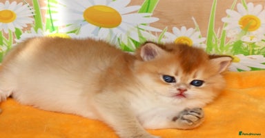 British Shorthair cats - Advert 13