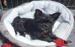 Yorkshire Terrier dogs for sale: Yorkshire Terrier puppies  - Image 28