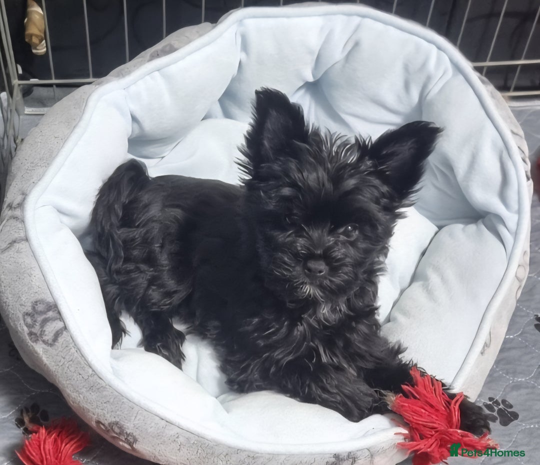 Yorkshire Terrier dogs for sale: Yorkshire Terrier puppies  - Image 28