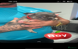 French Bulldog dogs for sale: French bulldogs  - Image 12