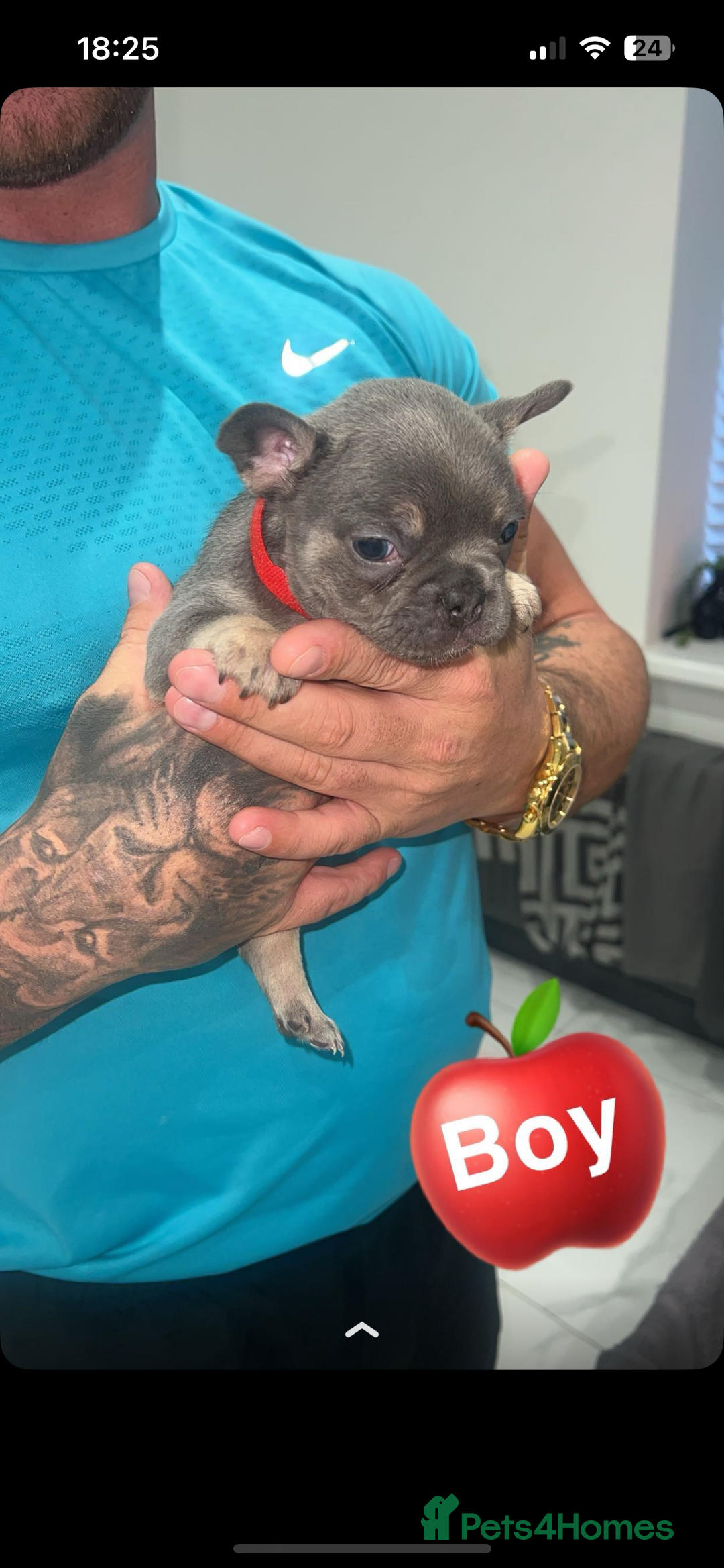 French Bulldog dogs for sale: French bulldogs  - Image 12