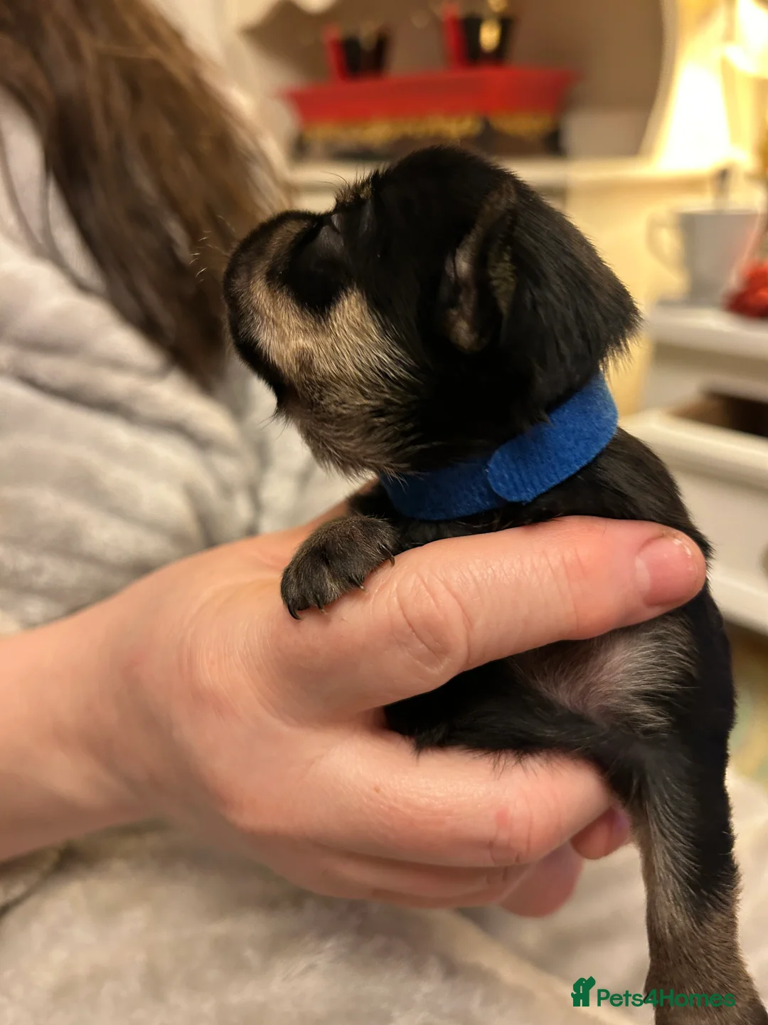 Chorkie dogs for sale: Small breed Chorkie puppies - Advert 8