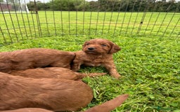 Cockapoo dogs for sale: Fox Red Super Quality Cockapoos - Image 2