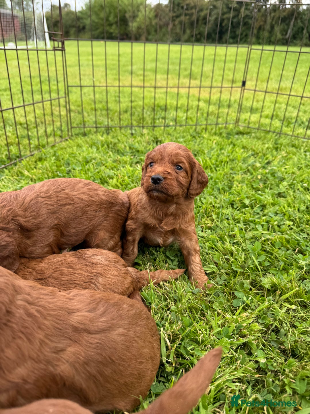 Cockapoo dogs for sale: Fox Red Super Quality Cockapoos - Image 2