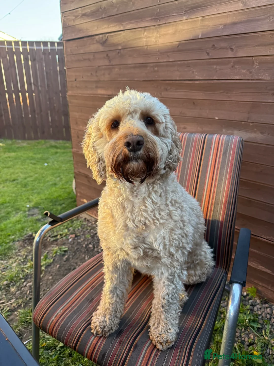 Cockapoo dogs for sale: 4 F1B cockapoo puppies  in Bishop Auckland - Advert 1