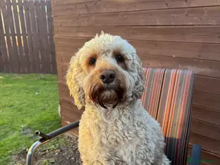 Cockapoo dogs 4 F1B cockapoo puppies - Advert 1