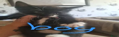 Mixed Breed 2
