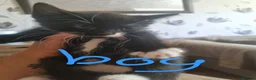 Mixed Breed cats for sale: 4 beautiful kittens looking for new familys - Advert 4