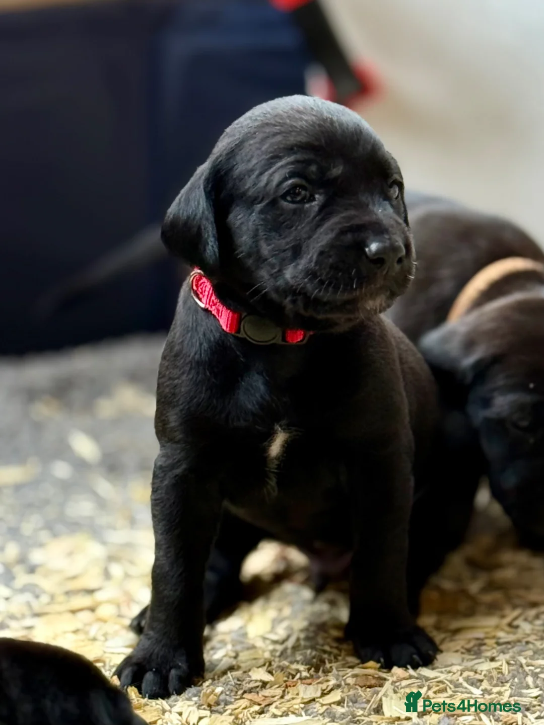 Mixed Breed dogs for sale: 16 Cane Corso x Lurcher puppies.  - Advert 11