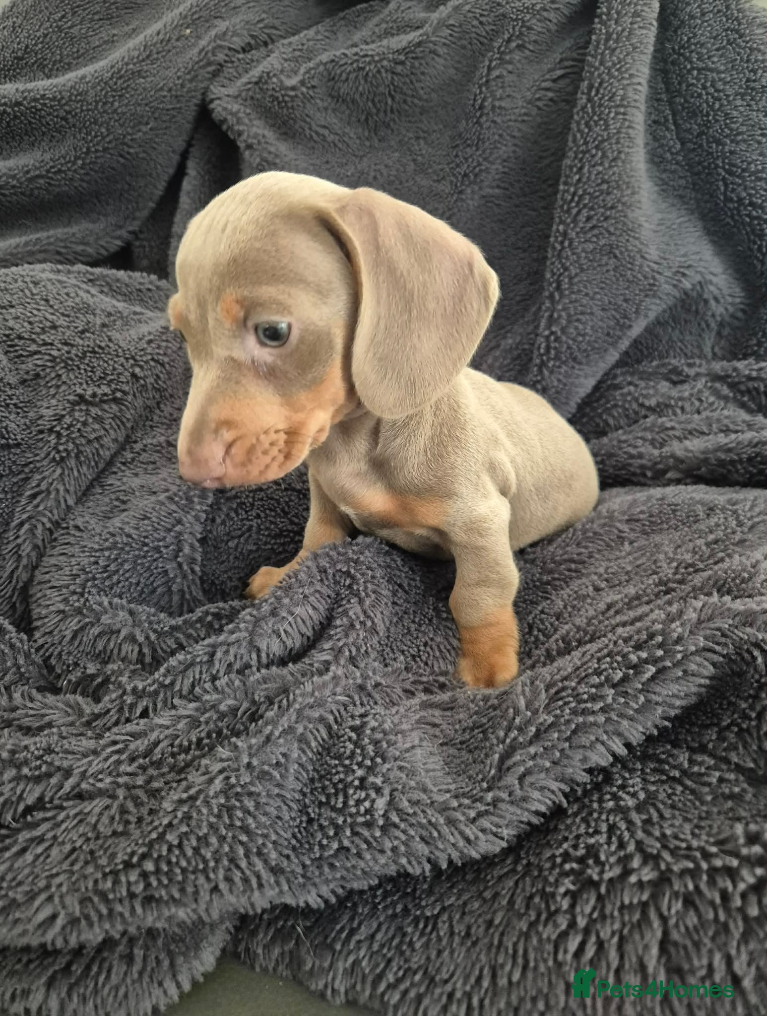 Miniature Dachshund dogs Last isabella & tanned girl ready NOW - Advert 2