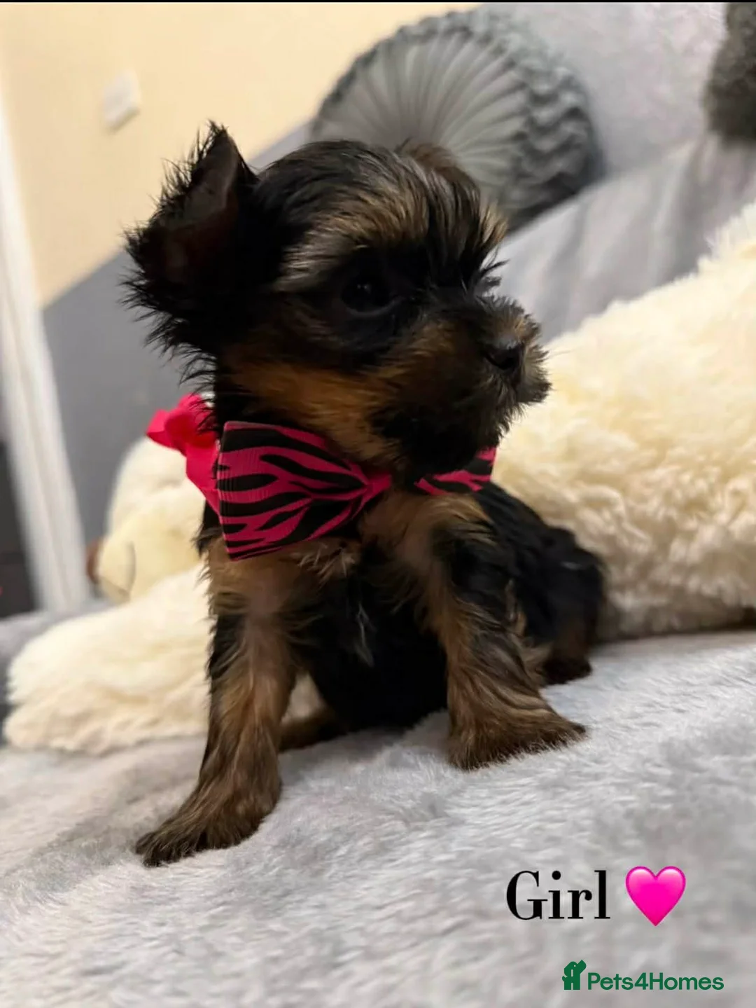 Yorkshire Terrier dogs for sale: Looking for a loving home🏠❤️ - Advert 6
