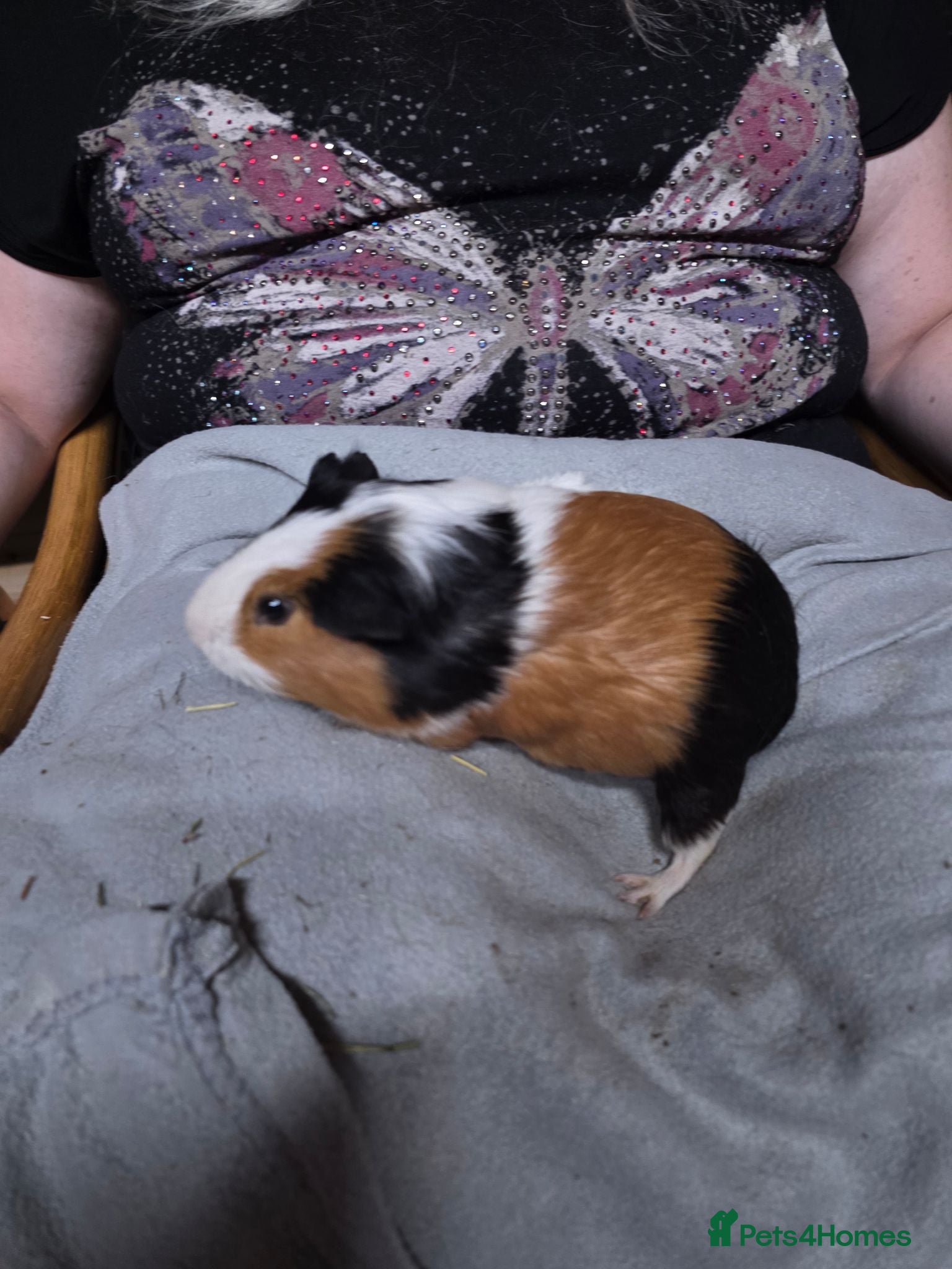 Guinea Pig rodents Male Guinea Pig Pairs - Advert 2