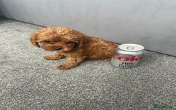 Cavapoo dogs for sale: Stunning F1 Cavapoos kc reg parents  - Image 13