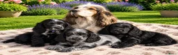 Cocker Spaniel dogs for sale: Exclusive Cocker Spaniel Puppies in Leeds - Advert 10