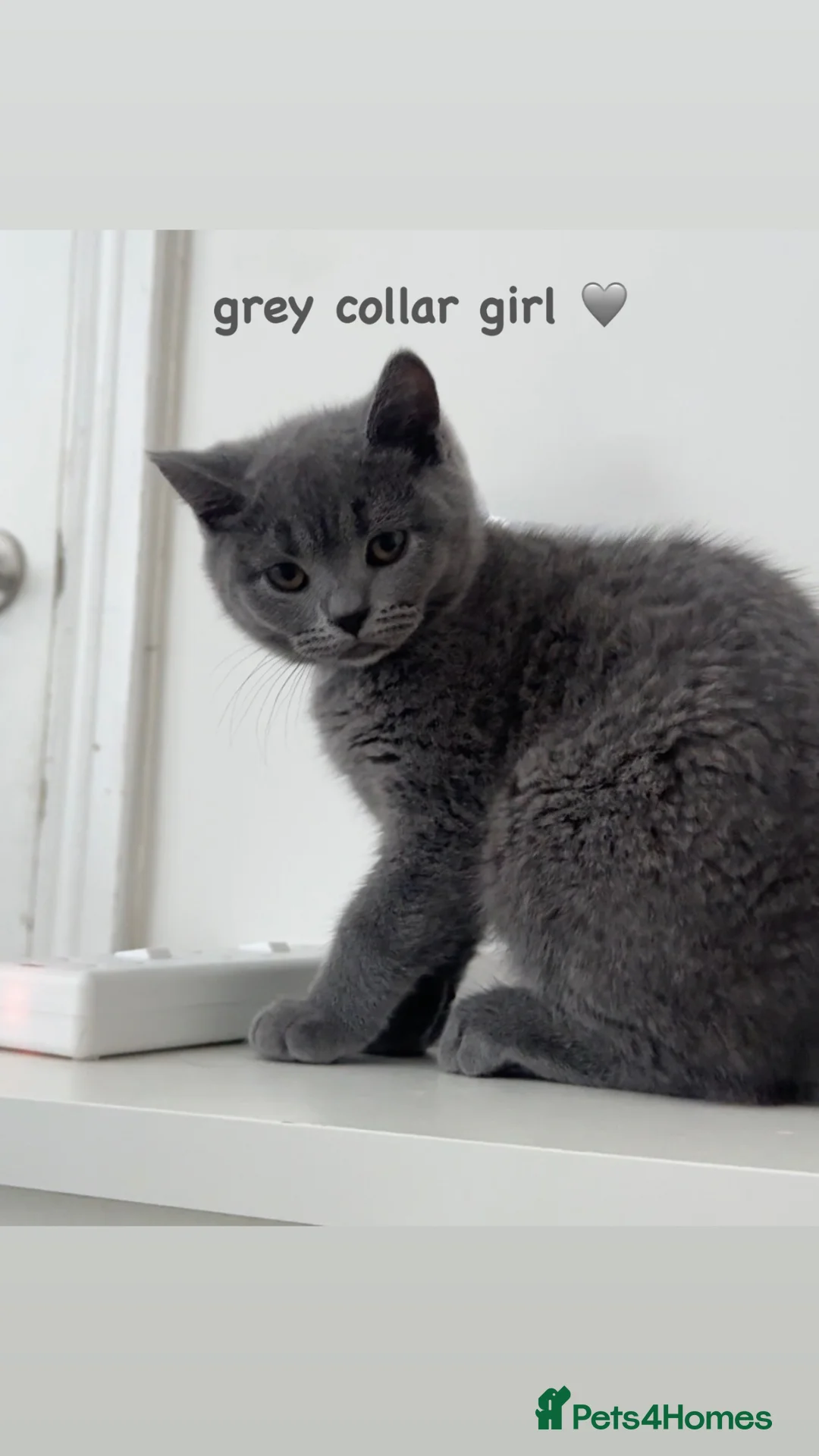 British Shorthair cats for sale: Gorgeous British Shorthairs ! in London - Advert 2