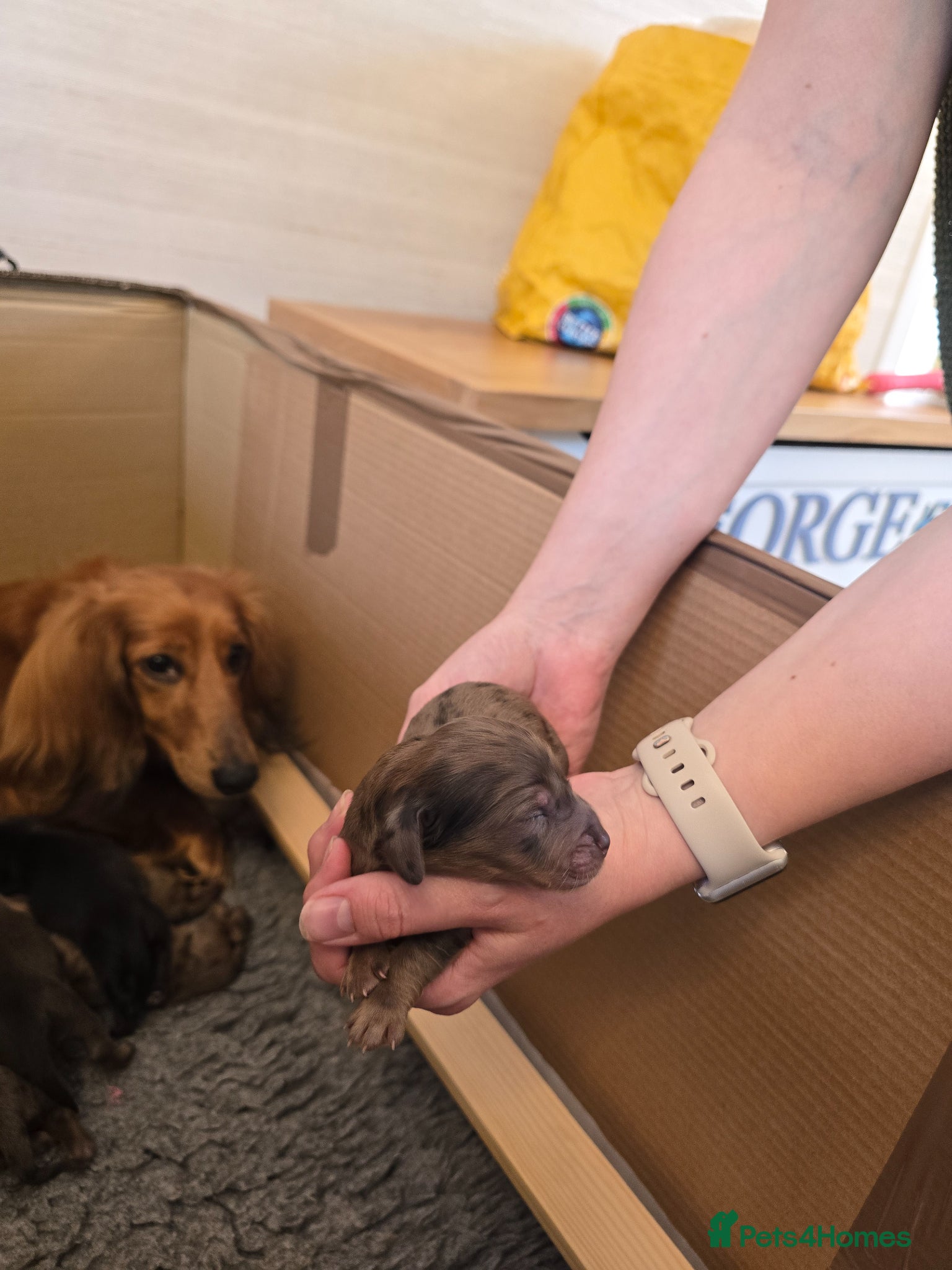 Dachshund dogs for sale: Standard Long Haired Dachshunds - Advert 4