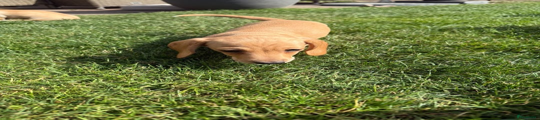Miniature Dachshund Puppy 2