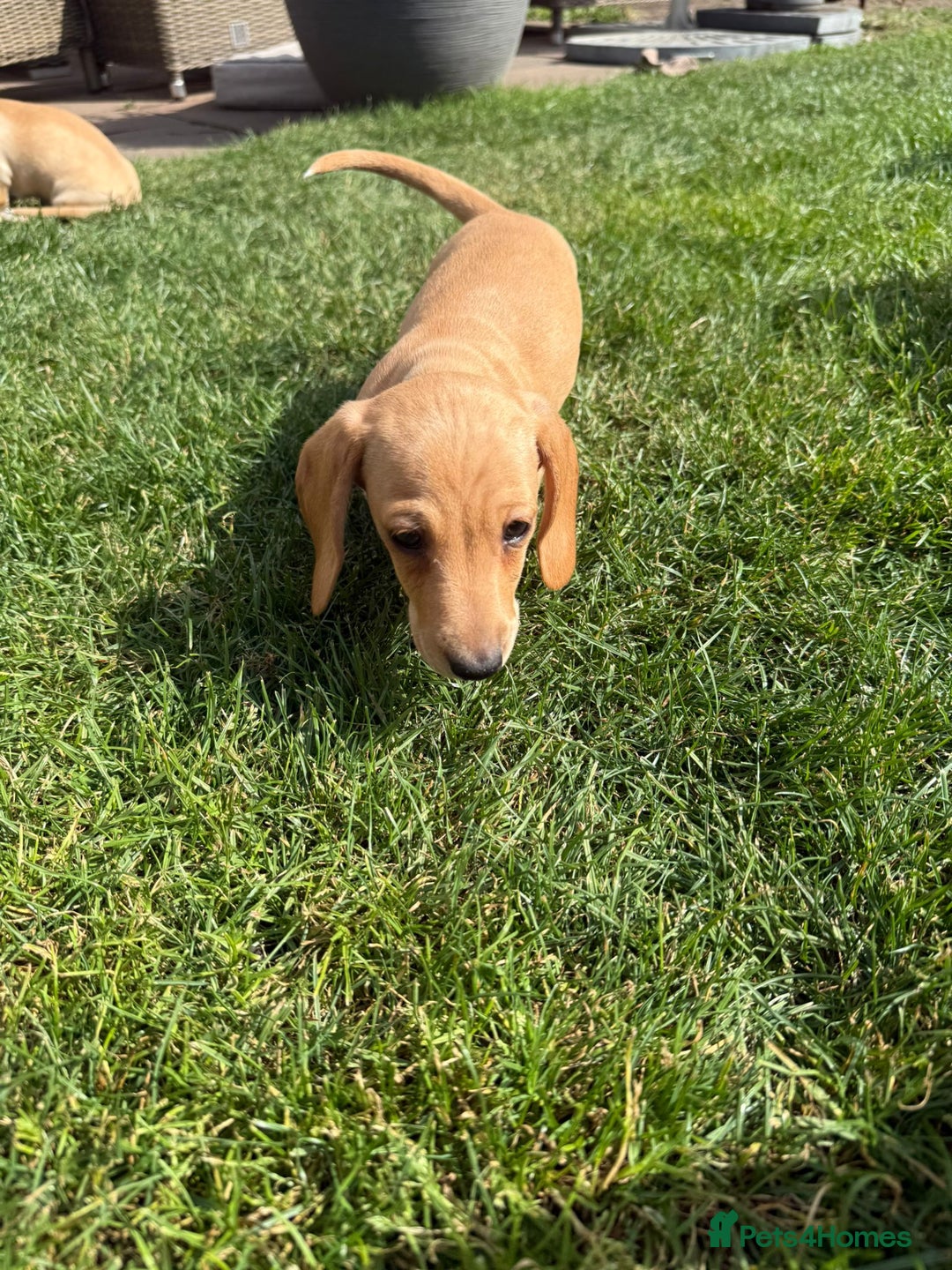 Miniature Dachshund dogs for sale: Miniature Dachshund Puppies - 2 Girls & 2 Boys - Image 5