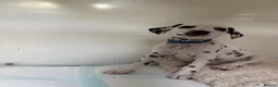 Dalmatian dogs for sale: Dalmatian puppies - Advert 8