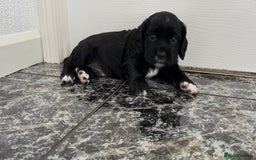 Cockalier dogs for sale: Cavalier x cocker spaniel puppies  - Image 17