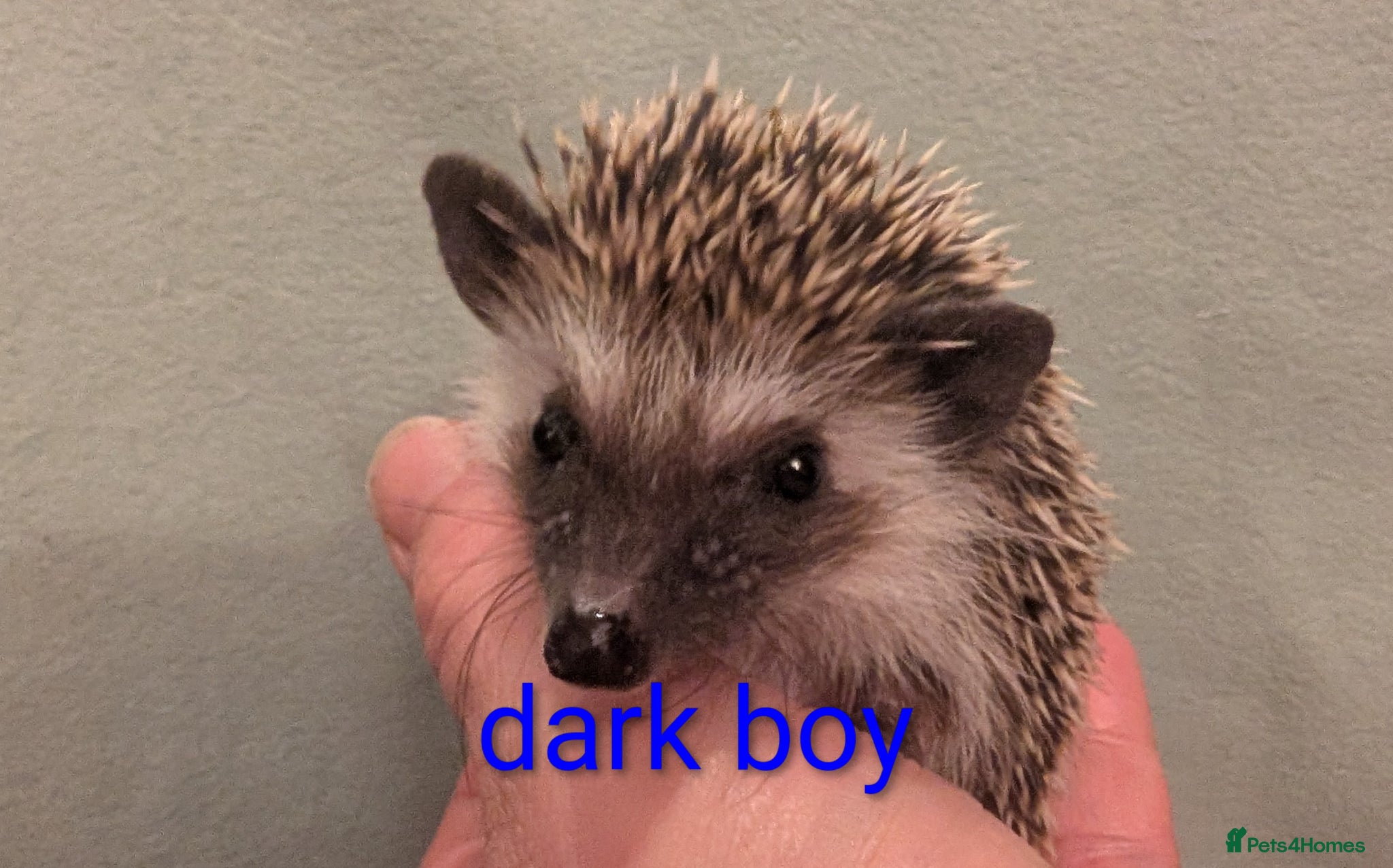 Pygmy Hedgehog rodents Little boys hedgehog  - Advert 19