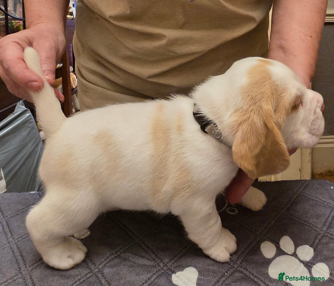 Beagle dogs for sale: Kennel Club Reg Beagle pups tri male, t/w bitch  - Advert 20