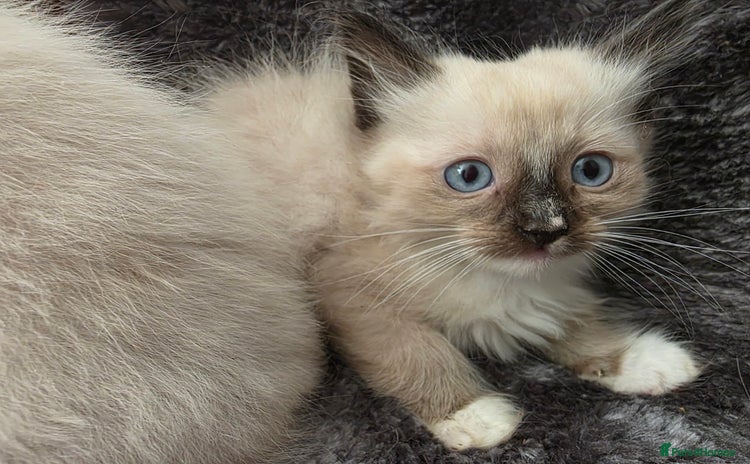 Ragdoll cats - Advert 2