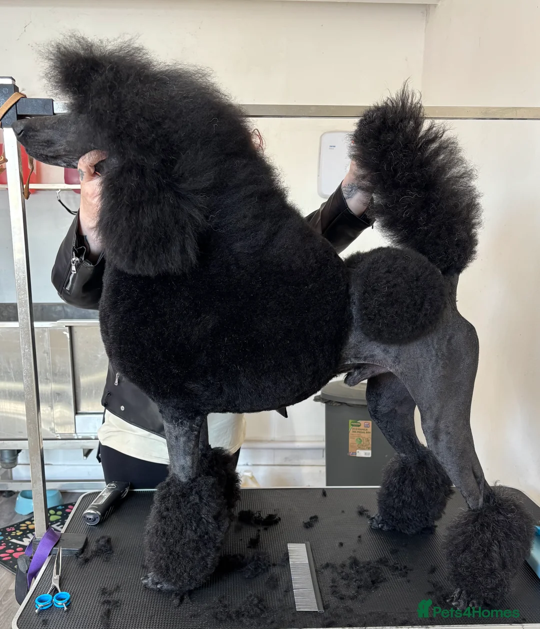Standard Poodle dogs for stud: Show standard poodle - Advert 8