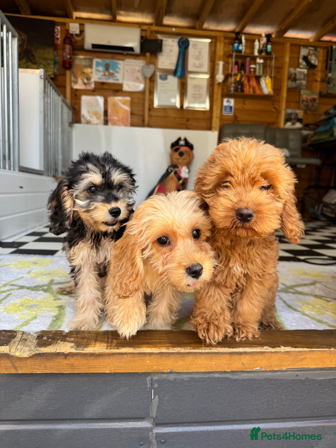 Cockapoo dogs for sale: F1 pra clear Cockapoos (council licensed breeder) - Image 4