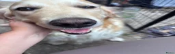 Golden Retriever dogs for sale: BEAUTIFUL GOLDEN RETRIEVER PUPPIES 🐾 in Hull - Advert 7