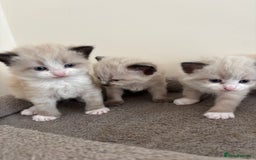 Mixed Breed cats for sale: 5 beautiful kittens for sale - Image 1