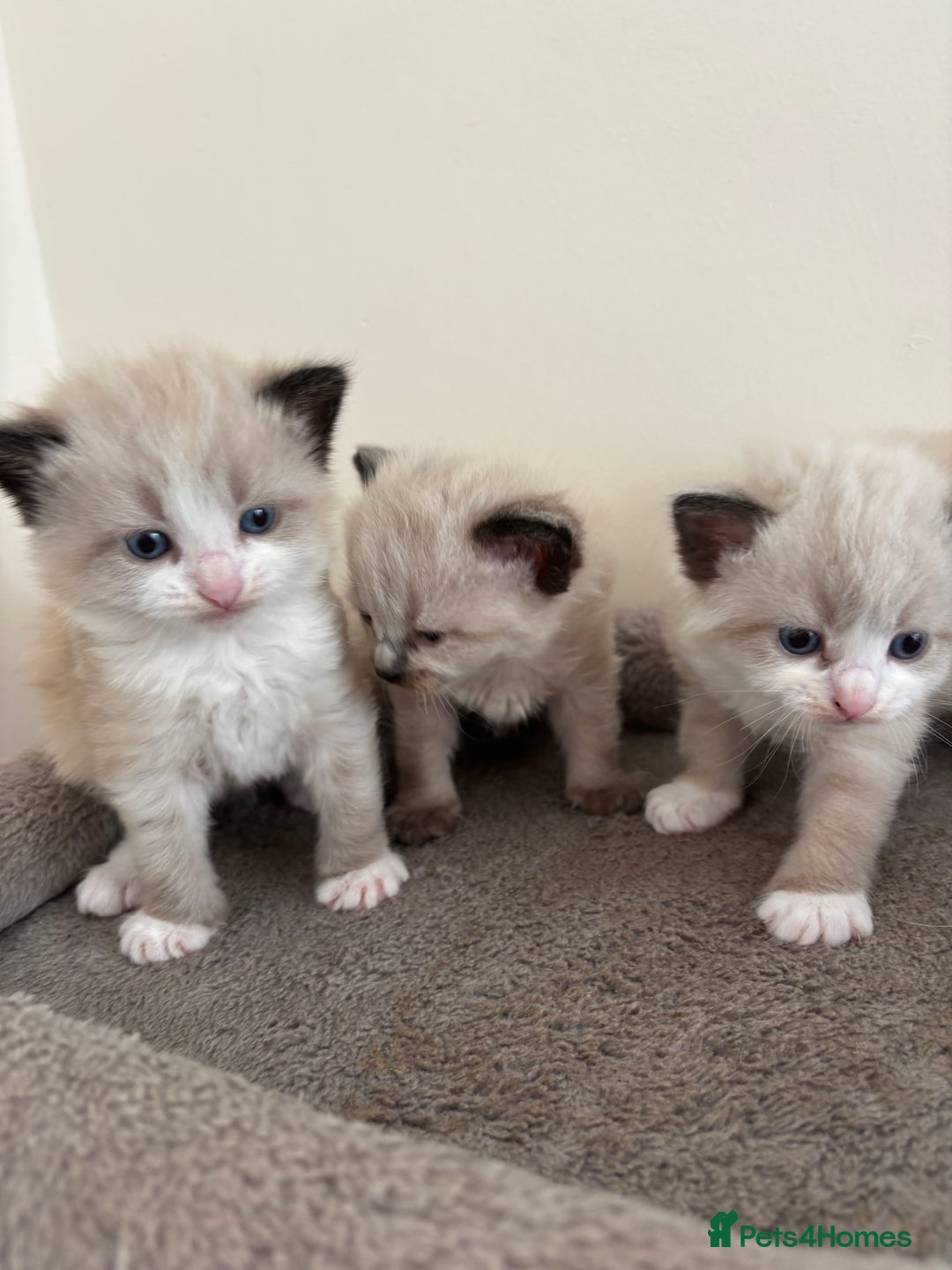 Mixed Breed cats for sale: 5 beautiful kittens for sale - Image 1