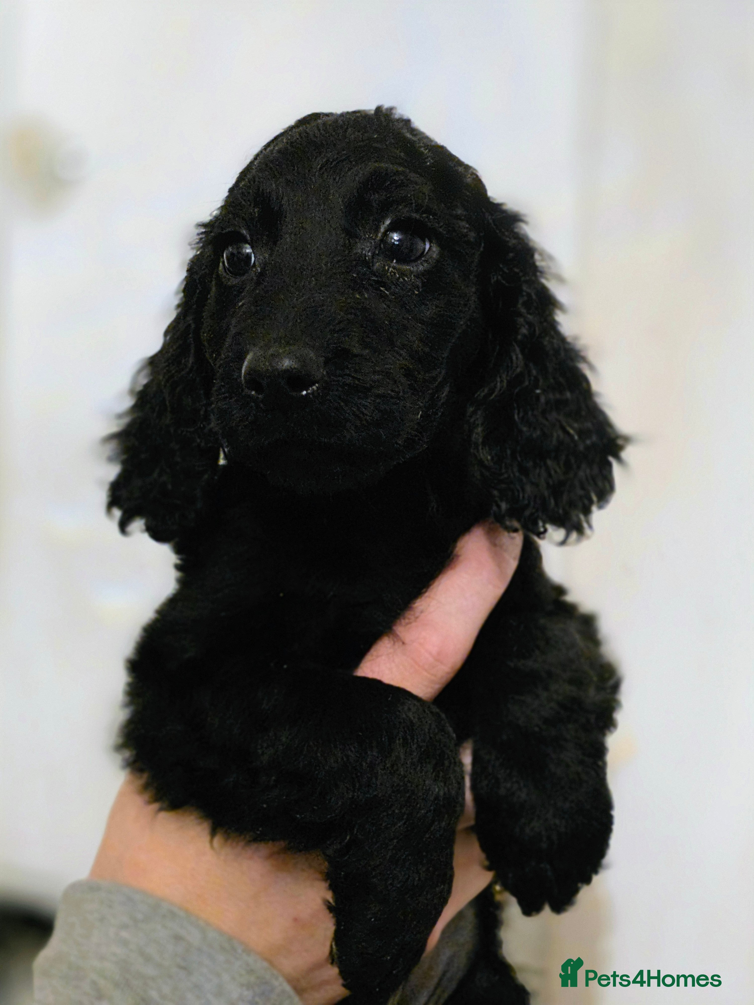 Cockapoo dogs COCKAPOO PUPPIES READY NOW - Advert 1