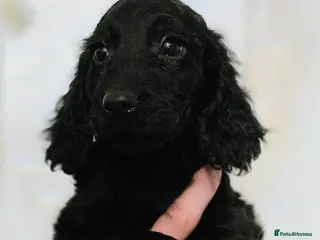 Cockapoo dogs COCKAPOO PUPPIES READY NOW - Advert 1