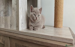 British Shorthair cats for sale: British shorthair blue/lilac kittens  - Image 18