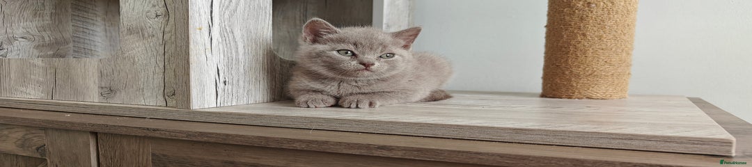 British Shorthair lilac boy 
