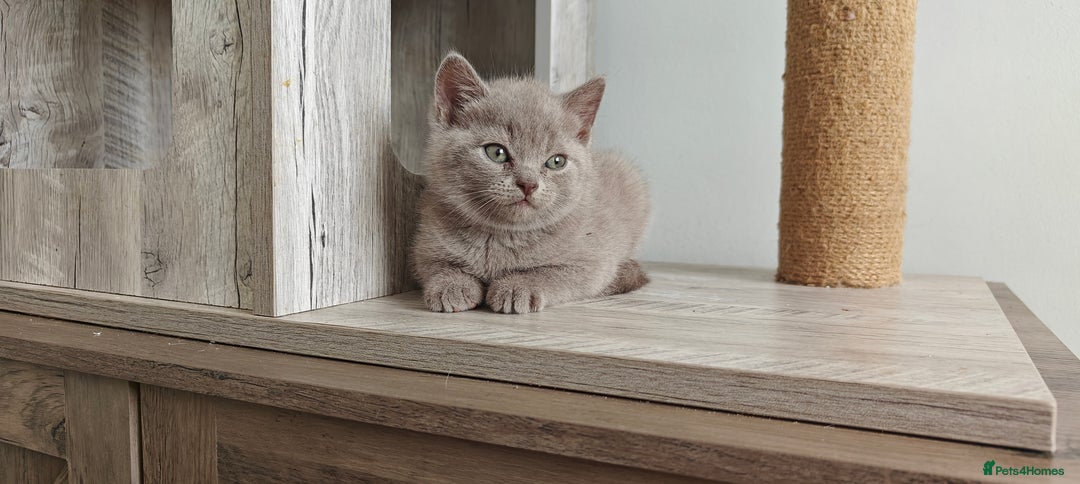 British Shorthair cats for sale: British shorthair blue/lilac kittens  - Image 18