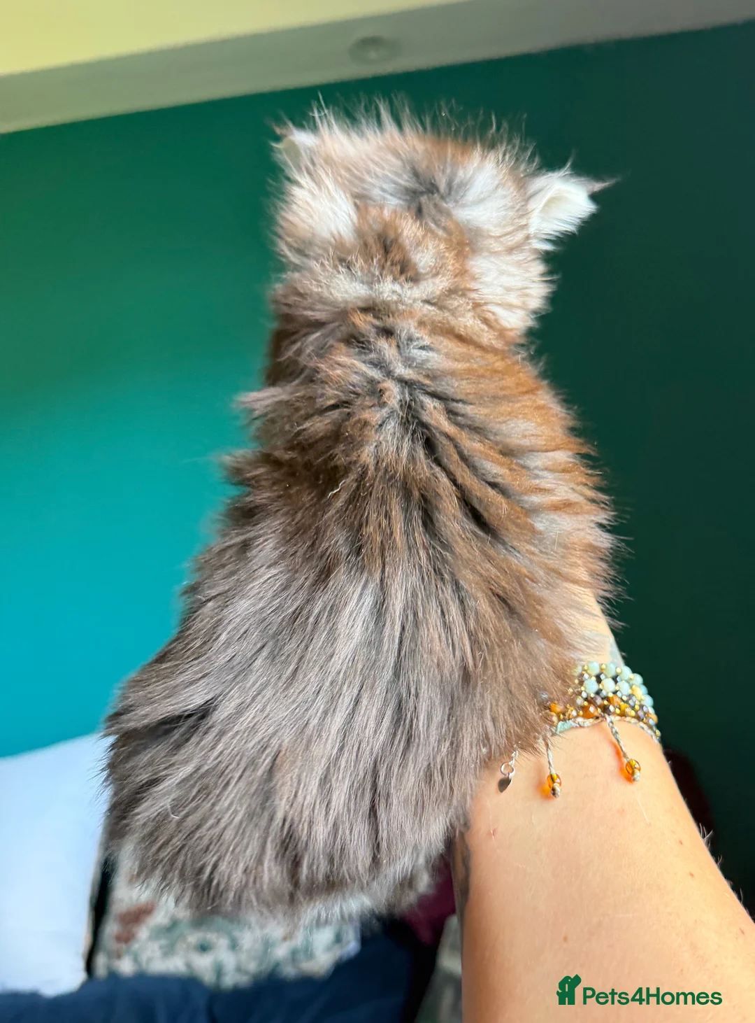 Maine Coon cats for sale: Maine Coons with Tests, Papers, Vet Checks & Vacc. - Advert 2