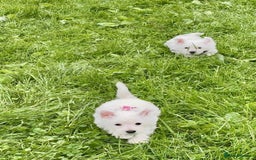 West Highland Terrier dogs for sale: Beautiful Male & Female West Highland Terrier Pups - Image 3