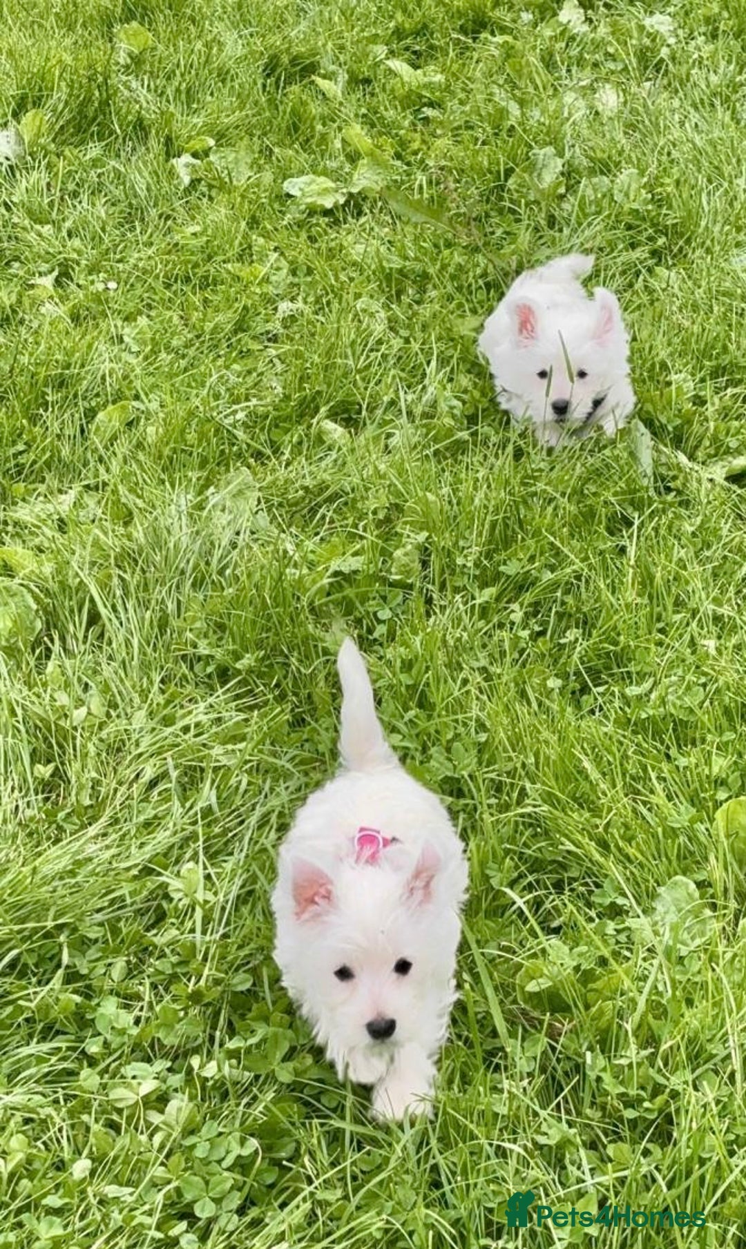 West Highland Terrier dogs for sale: Beautiful Male & Female West Highland Terrier Pups - Image 3