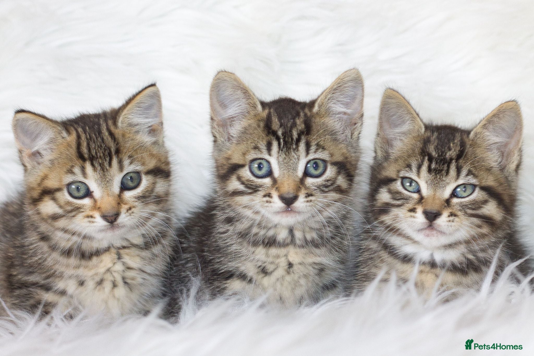 Mixed Breed cats Happy Healthy Tabby Kittens  - Advert 2