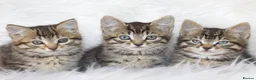 Mixed Breed cats for sale: Happy Healthy Tabby Kittens  - Advert 1
