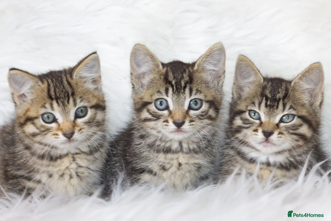 Mixed Breed cats for sale: Happy Healthy Tabby Kittens  - Advert 1