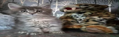 Maine Coon 4