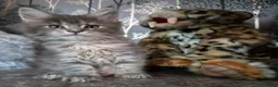 Maine Coon cats for sale: Russian line XXL Maine Coon, Last of reserv litter in Princes Risborough - Advert 5