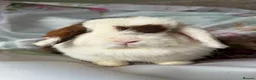 Mini Lop rabbits for sale: Adult does and buck pure bred mini lops    - Advert 2