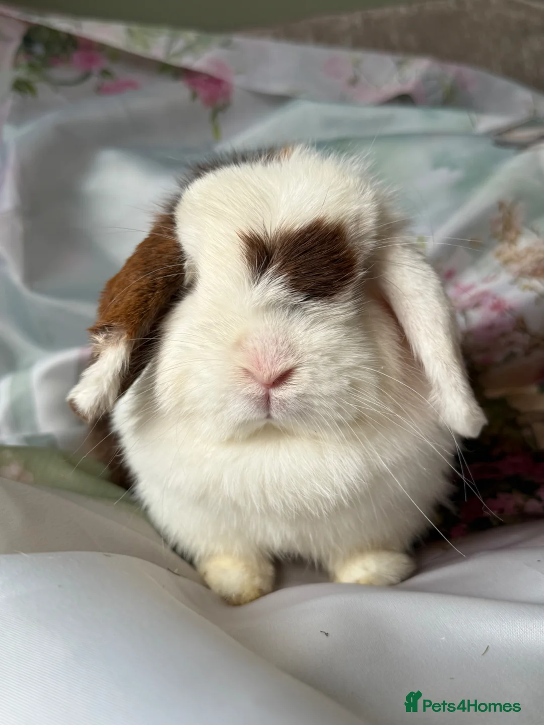 Mini Lop rabbits for sale: Adult does and buck pure bred mini lops    - Advert 2