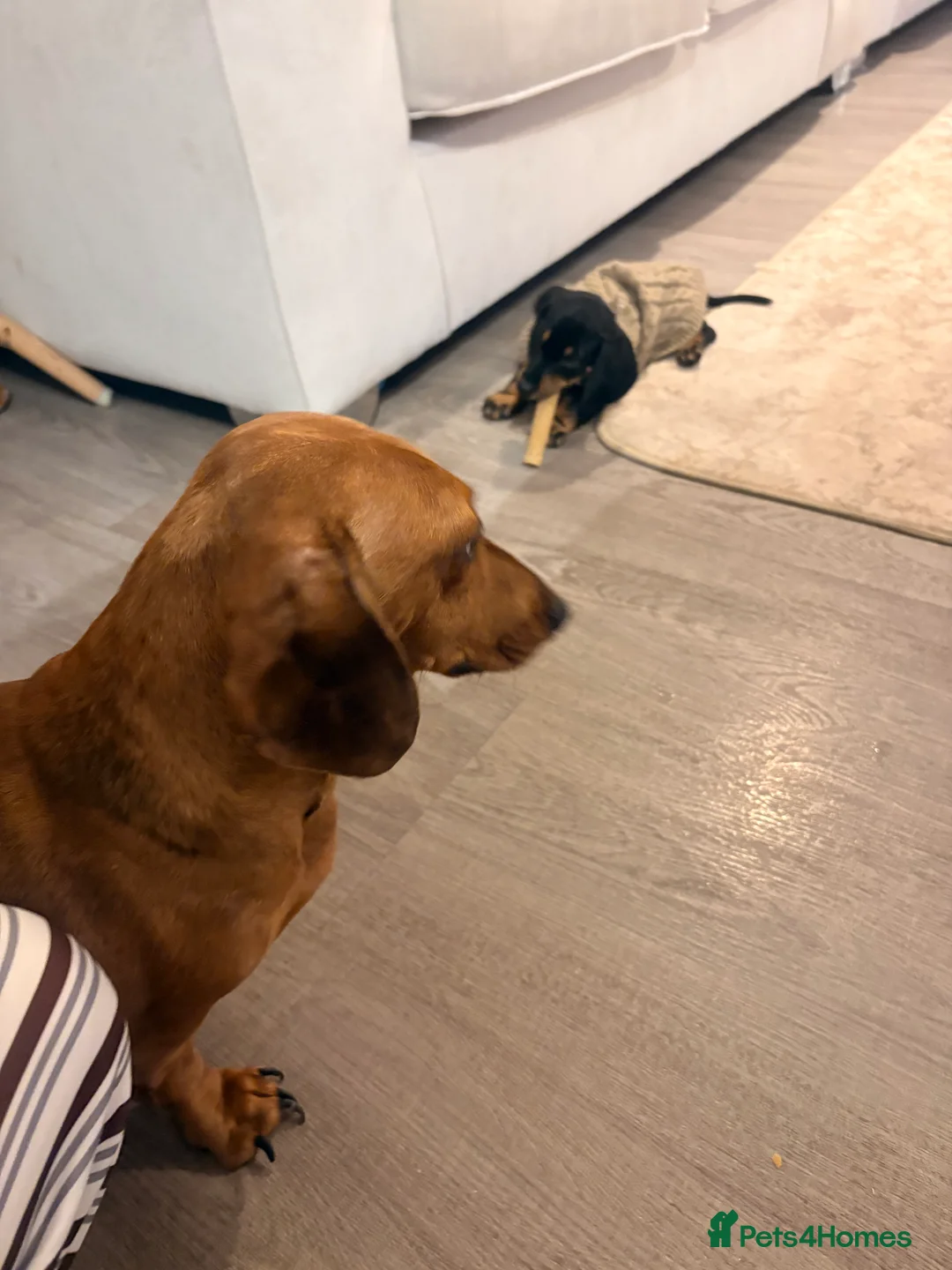 Dachshund dogs for sale: Last BOY dachshund for sale  - Advert 5