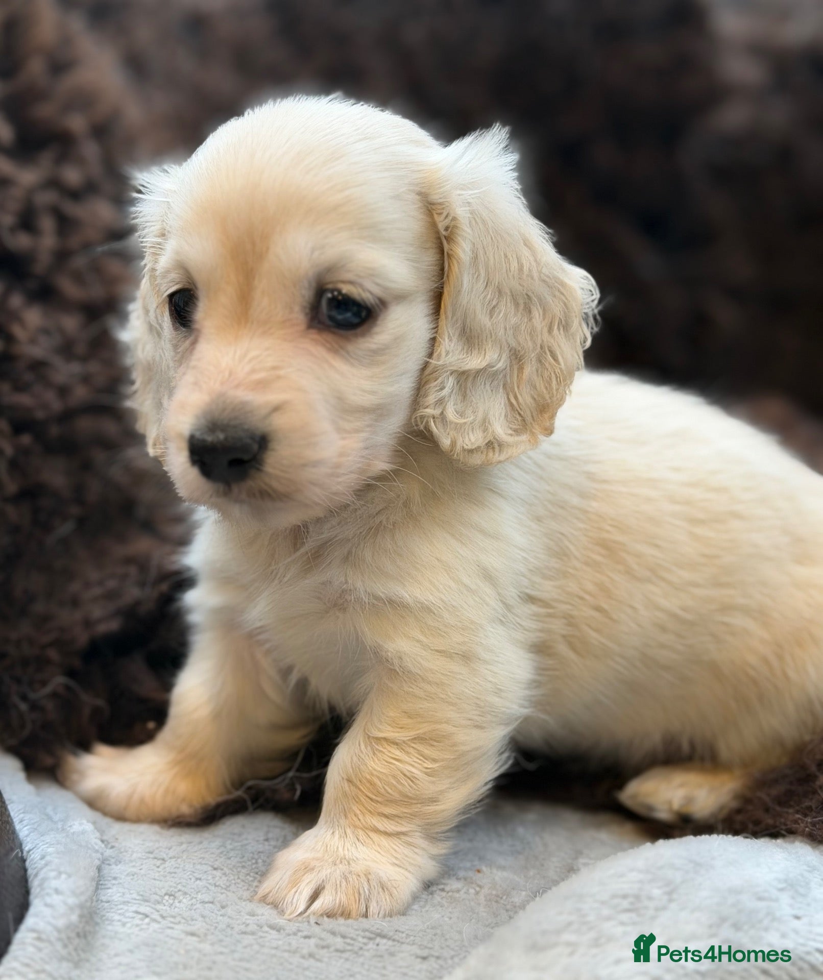 Miniature Dachshund dogs for sale: KC reg English Cream mini Dachshund boy - Advert 18