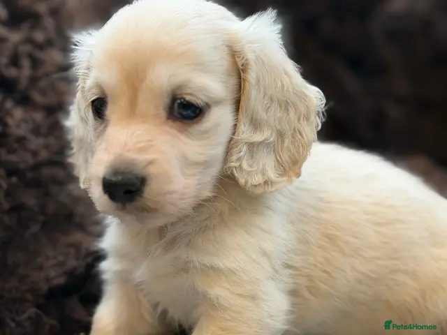 Miniature Dachshund dogs for sale: KC reg English Cream mini Dachshund boy - Advert 18